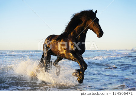 Friesian running along the coast Friesian running along the coast 124506471