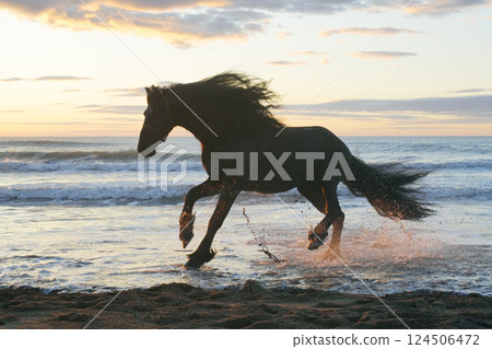 Friesian running along the coast Friesian running along the coast 124506472
