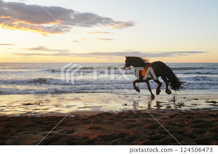 Friesian running along the coast Friesian running along the coast 124506473