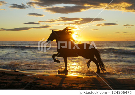 Friesian running along the coast Friesian running along the coast 124506475