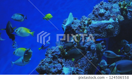Tropical fish swimming near coral reef in blue ocean water aquarium 124506558