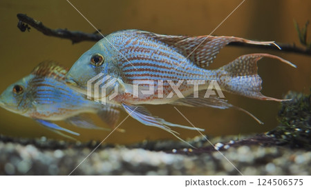Two blue fish swimming in aquarium with blurred gravel and wood branch 124506575