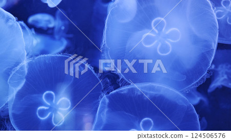 Glowing blue jellyfish swimming in dark aquarium water 124506576