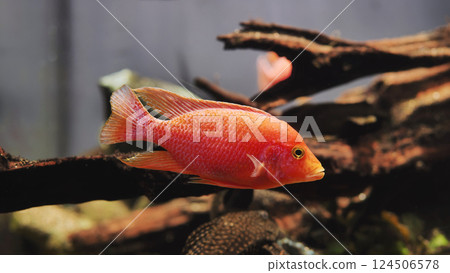 Red Blood Parrot Cichlid swimming in aquarium near wood decoration 124506578