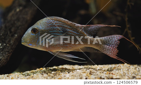 Green terror cichlid swimming over sand in freshwater aquarium 124506579
