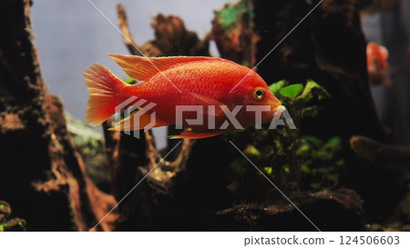 Red Blood Parrot Cichlid swimming in aquarium with green plants and rocks 124506603