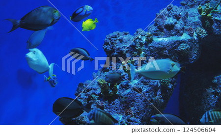Colorful tropical fish swimming near coral reef in blue water aquarium 124506604