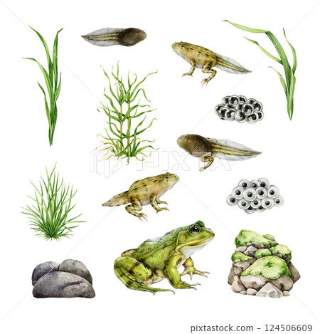 Frog stage development with natural elements realistic painted set. Hand drawn frog, spawn, tadpole, grass, rocks watercolor illustration set. Amphibian life element collection on white background 124506609