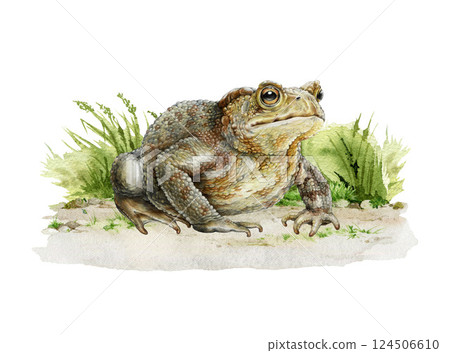 Realistic common toad on the grassy ground hand drawn illustration. Bufo bufo wildlife nature amphibian animal. Vintage style cute realistic toad illustration isolated on white background 124506610