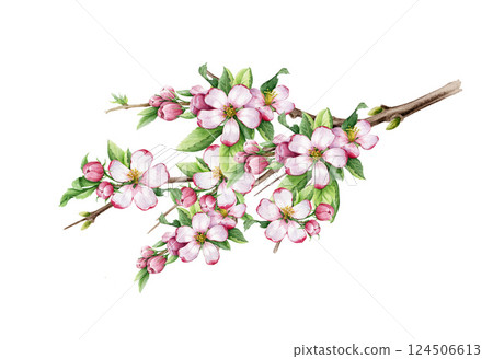 Hand drawn spring season tree branch with flowers and small green leaves isolated on white background. Watercolor painted illustration. Springtime blooming apple tree branch with tender pink blossoms 124506613