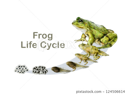 Frog life cycle watercolor painted illustration study table. Hand drawn realistic frog, spawn, tadpole on white background. Amphibian study development natural science study table 124506614