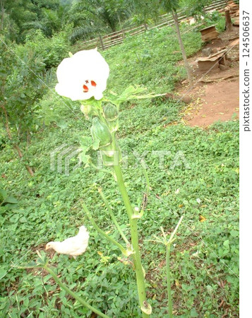 Life in Ghana ☆mar_lapin 124506637