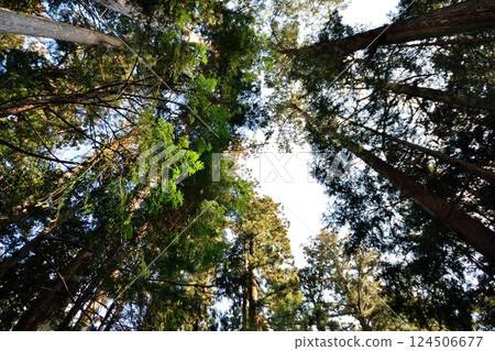 Sky and trees seen from inside the forest 124506677