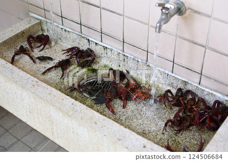 清洗區裡的小龍蝦暴露在水中 124506684