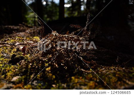 陽光透過森林地面上倒下的蕨類植物和苔蘚照射下來 陽光透過森林地面上倒下的蕨類植物和苔蘚照射下來 124506685
