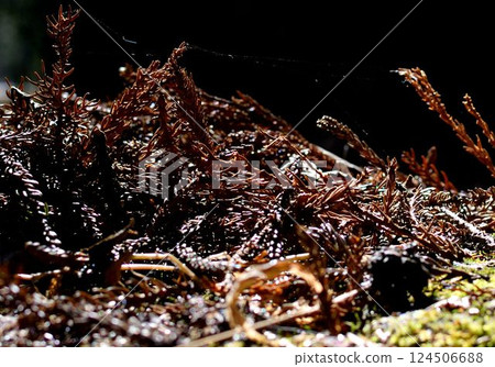 Sunlight filtering through fallen ferns and moss on the forest floor 124506688