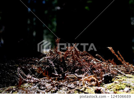 陽光透過森林地面上倒下的蕨類植物和苔蘚照射下來 陽光透過森林地面上倒下的蕨類植物和苔蘚照射下來 124506689