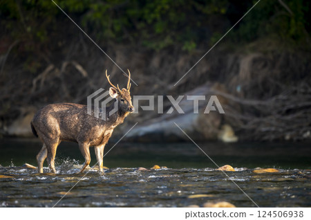wild male sambar deer or rusa unicolor side profile walking in fast flowing ramganga river water in winter morning light at dhikala zone of jim corbett national park forest reserve uttarakhand india 124506938