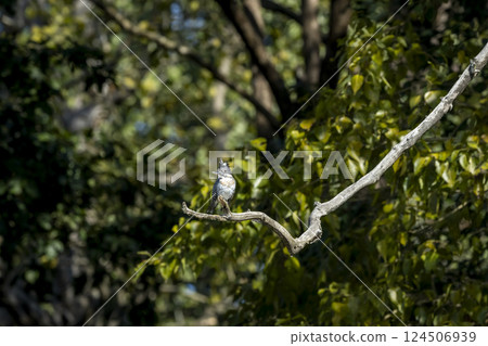 Crested kingfisher or Megaceryle lugubris perched on branch in natural green background winter season at dhikala zone of jim corbett national park tiger reserve wild forest safari uttarakhand india 124506939