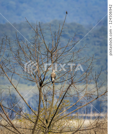 Grey headed Fish Eagle or Ichthyophaga ichthyaetus and collared falconet Microhierax caerulescens two raptor bird of prey perched on same tree in safari at dhikala zone jim corbett national park india 124506942