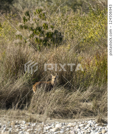 Indian hog deer or Axis porcinus with eye contact in near dry river bed and in natural grass background at dhikala zone of jim corbett national park forest tiger reserve uttar pradesh india asia 124506943