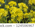 Yellow rape blossoms Yellow rape blossoms 124506967