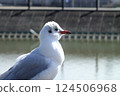 Seagull of a pond Seagull of a pond 124506968