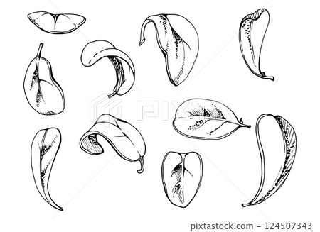 Green leaves of bush tree flower foliage, cranberry lingonberry boxwood blueberry. Isolated botanical illustration vector hand drawn in ink. Wedding, florist shop, scrapbooking, decoupage, cosmetics 124507343