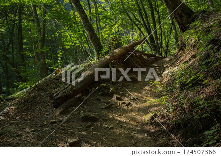 Scenery of the forest road in Nishizawa Valley 124507366