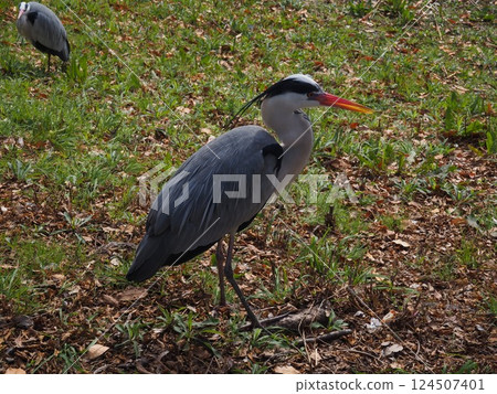 Gray heron Gray heron 124507401