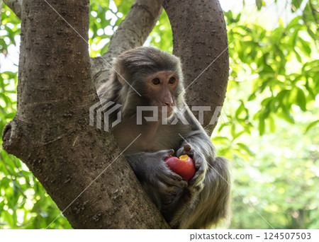 Monkey sitting in a tree enjoying a piece of fruit on a sunny day in a lush forest Monkey sitting in a tree enjoying a piece of fruit on a sunny day in a lush forest 124507503