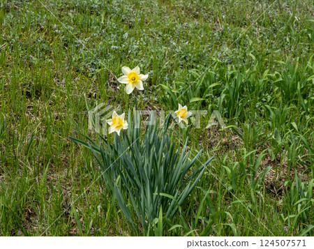 三花黃色水仙花 124507571