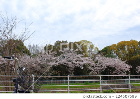 Cycling and cherry blossoms in full bloom Cycling and cherry blossoms in full bloom 124507599