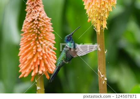 Ao Mimi Hummingbird 124507871