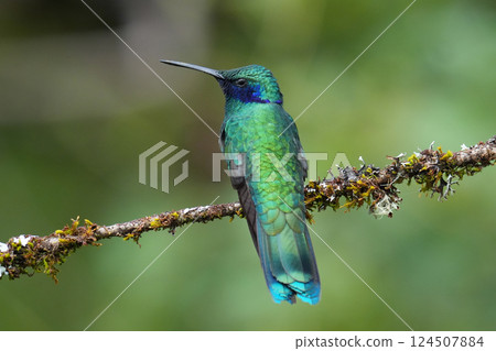 Ao Mimi Hummingbird Ao Mimi Hummingbird 124507884