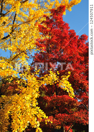Autumn leaves of Dryonjin Autumn leaves of Dryonjin 124507911