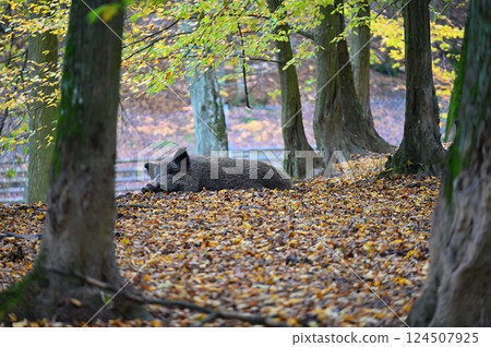 Wild boars in nature. Beautiful concept for animals and nature. 124507925