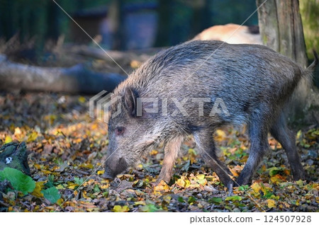 Wild boars in nature. Beautiful concept for animals and nature. 124507928