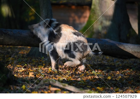 Wild boars in nature. Beautiful concept for animals and nature. 124507929