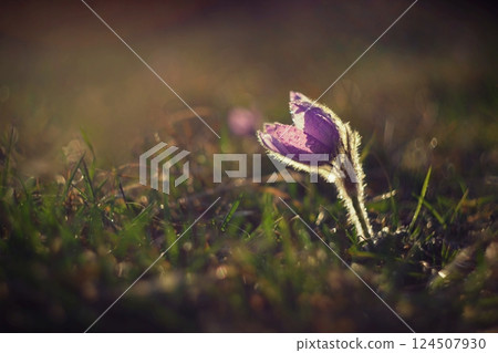 Spring background with flowers in meadow. Pasque Flower (Pulsatilla grandis) 124507930