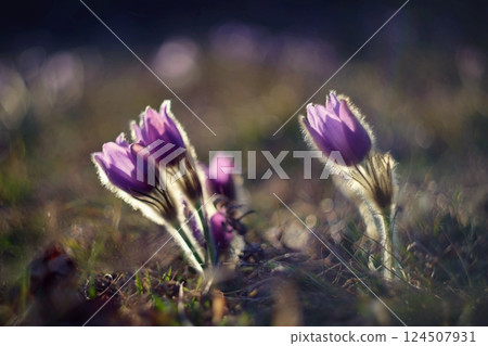 Spring background with flowers in meadow. Pasque Flower (Pulsatilla grandis) 124507931