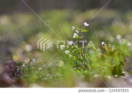 Spring background. Beautiful little white flowers in nature. 124507935