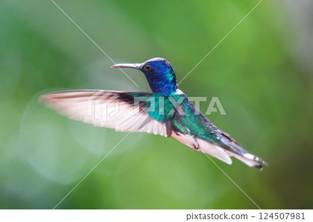 Male White-necked Hummingbird Male White-necked Hummingbird 124507981