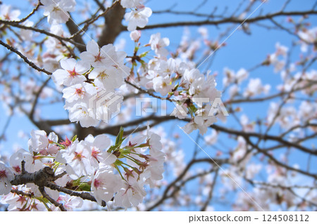 Cherry blossoms shining in the blue sky of spring 124508112