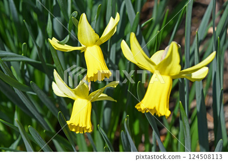 Mini Narcissus Taita Tate 124508113