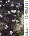 Haku Mokren 124508114