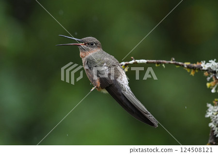 Greater Hummingbird Greater Hummingbird 124508121