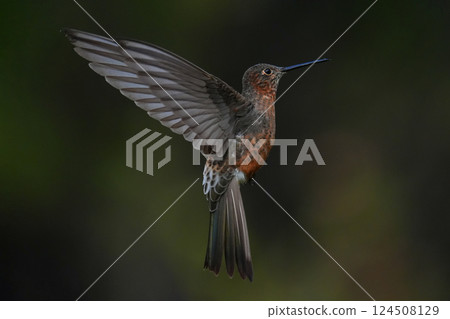Greater Hummingbird Greater Hummingbird 124508129