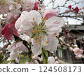Scenery with cherry blossoms 124508173