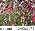 Peach blossoms in full bloom 124508174